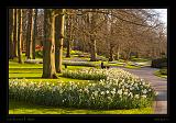 Keukenhof Hollandia 118